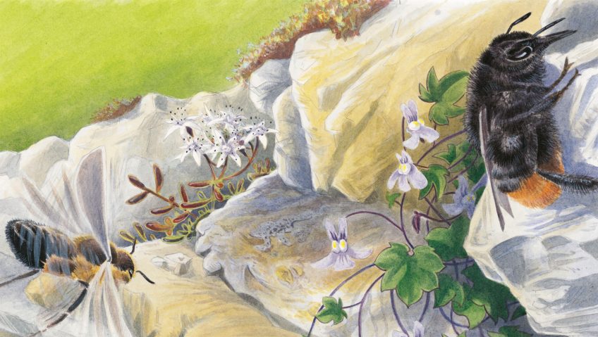 Princesses des rocailles, la biodiversité des murs de pierre - La Salamandre