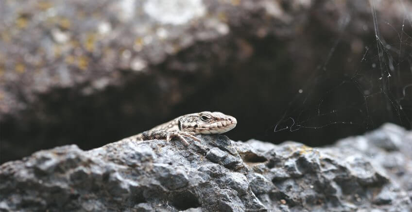 Lézard hispanique La belle couleuvre de Montpellier - La Salamandre lezard