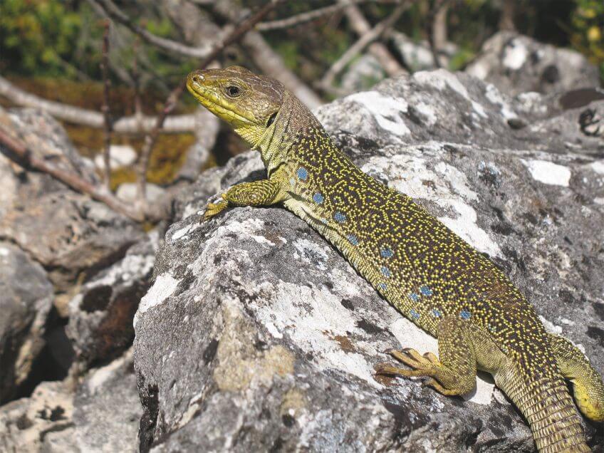 Lézard ocellé, femelle adulte La belle couleuvre de Montpellier - La Salamandre lezard