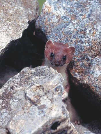 Conquérir le minéral - La Salamandre