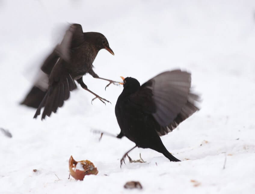 Merles Migration, mode d’emploi - La Salamandre merle noir oiseau combat