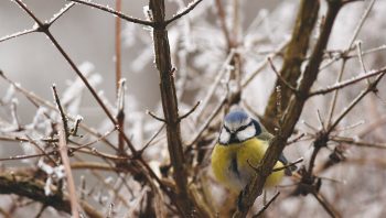 Mésange bleue Mésange bleue