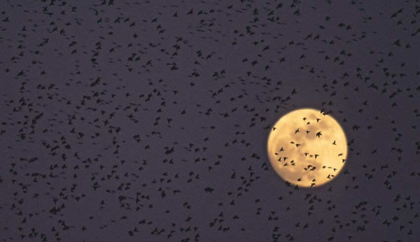 Migration, mode d’emploi - La Salamandre oiseau lune