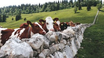 Muret dans la combe des Amburnex. Les murs de pierres du canton de Vaud, des limites si claires - La Salamandre vache