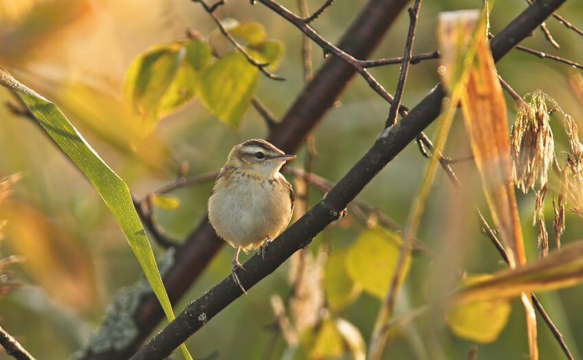 Phragmite des joncs Migration, mode d’emploi - La Salamandre phragmite oiseau