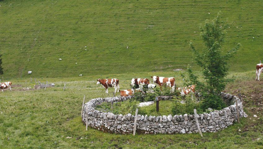 Pour parer au manque d’eau, les paysans ont construit des citernes calfatées avec de la marne. Le mur d’enceinte visait à protéger la construction du bétail. Les murs de pierres du canton de Vaud, des limites si claires - La Salamandre vache puit