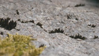 Sans eau, pas de vie. L’eau, les mousses la trouvent au fond des fissures et dans la rosée du matin. Sous un soleil de plomb, elles se dessèchent, puis se regonflent comme des éponges dès qu’elles sont à nouveau imbibées.