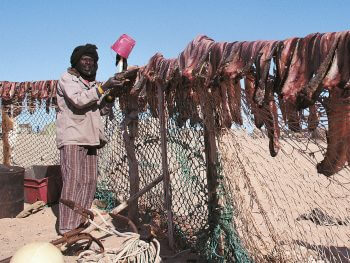 Séchage de mulets en Mauritanie.  Danger climat pour les migrateurs - La Salamandre pêcheur