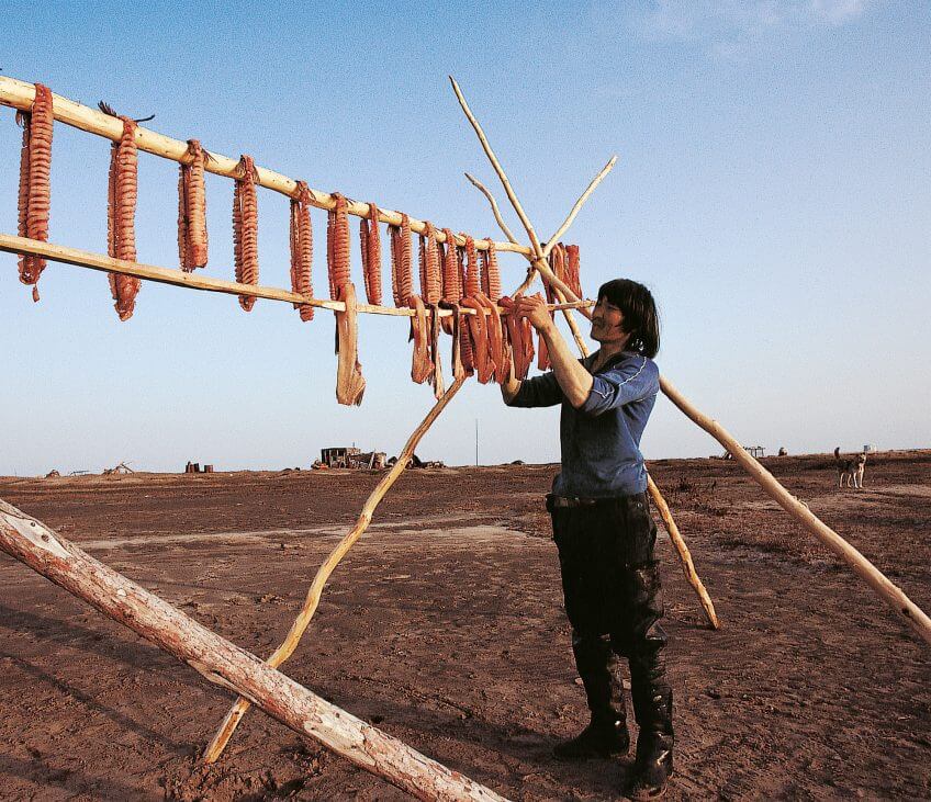 Séchage de saumons en Sibérie. Danger climat pour les migrateurs - La Salamandre pêcheur