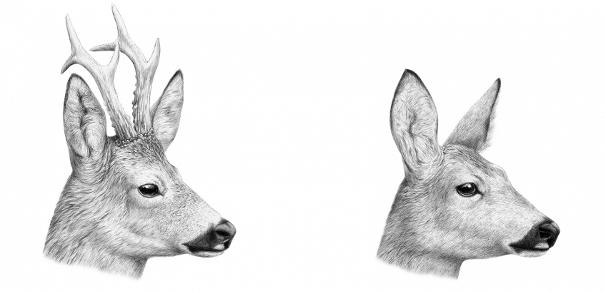 Tête de brocard à gauche  et chevrette à droite Le pari du faon Bambi - La Salamandre dessin chevreuil