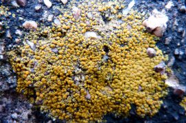 Mousses et lichens s’épanouissent sur les murets et les pierres. La loupe s’impose.