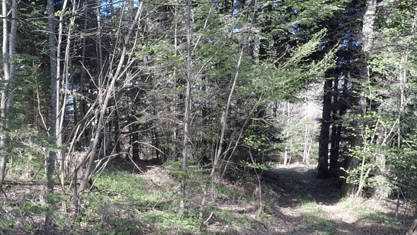 A la recherche du nid de Milou, le milan noir géolocalisé - La Salamandre foret