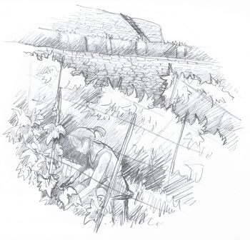 Soutenir les vignes - La Salamandre dessin