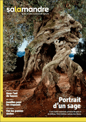 Olivier portrait d'un sage - La Salamandre