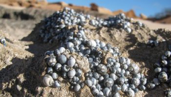 Les escargots de mers Echinolittorina hawaiiensis sont soumis aux rayons du soleil. 