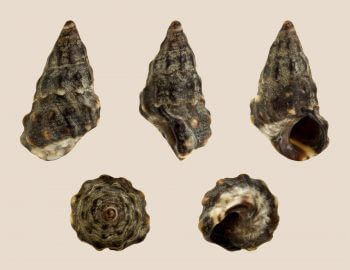 Echinolittorina malaccana, l'espèce étudiée résistante à de très hautes températures.