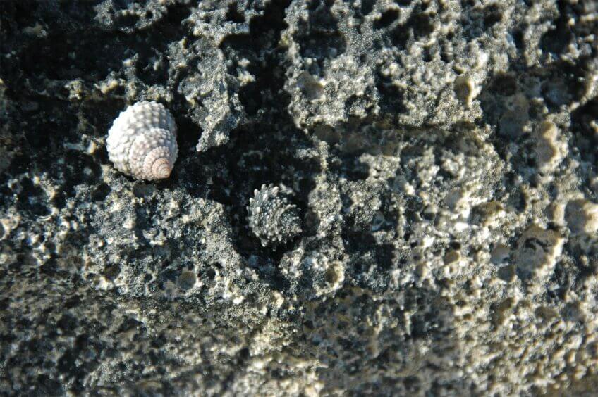 A marée basse, les escargots de mer accrochés aux rochers prennent le soleil.