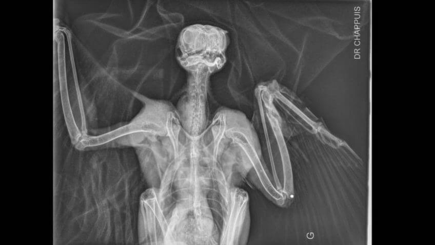 L’impression 3D au secours des oiseaux - La Salamandre radiographie