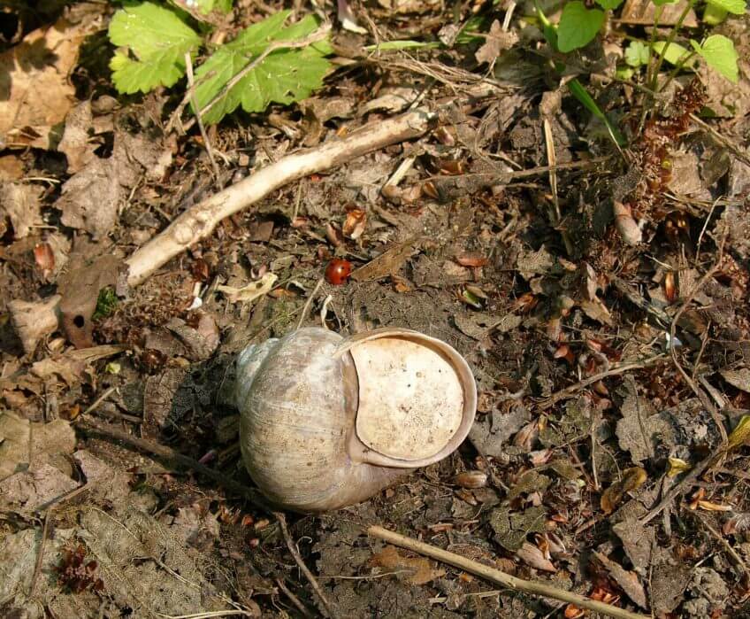 Cet escargot de Bourgogne a formé une opercule à l'entrée de sa coquille pour se protéger de la chaleur.