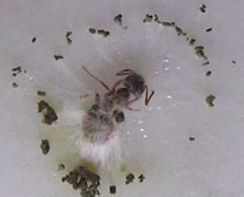 Une fourmi (Lasius neglectus) infectée par le champignon Metarhizium brunneum.