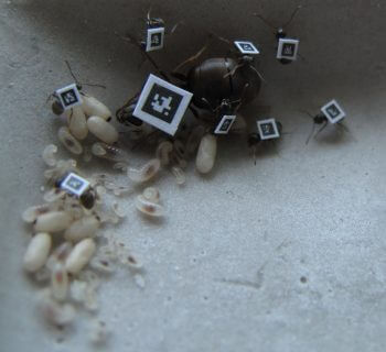 Grâce aux QR codes, les déplacements des fourmis peuvent être facilement enregistrés (larves, fourmis nourricières et reine Lasius niger). Les étonnantes défenses des fourmis - La Salamandre