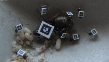 Grâce aux QR codes, les déplacements des fourmis peuvent être facilement enregistrés (larves, fourmis nourricières et reine Lasius niger).