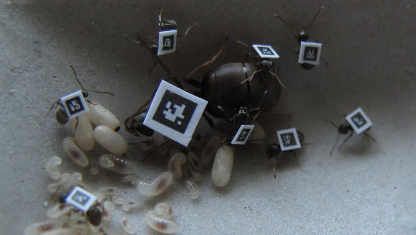 Les étonnantes défenses des fourmis - La Salamandre