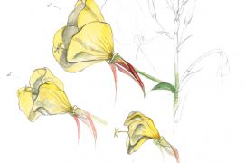 Au matin, la fleur de l'onagre se fâne.  / © Maeva Arnold