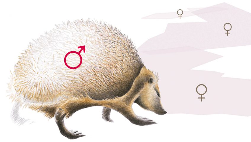 L’année du hérisson - La Salamandre