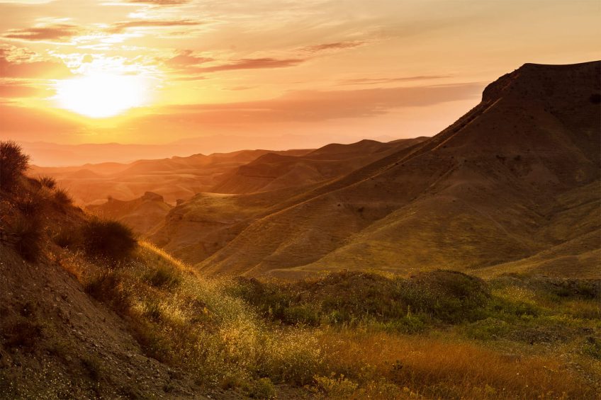 Des racines au Levant, ou les origines des oliviers - La Salamandre paysage