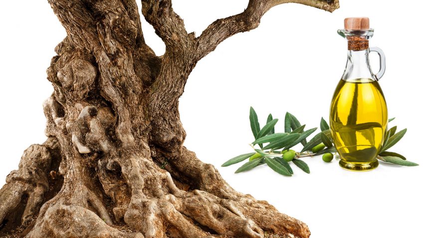 Olivier passion - La Salamandre