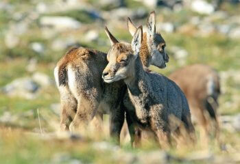 Cabris de chamois / © Gérard Grassi
