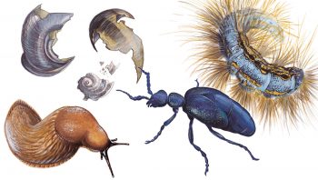 Chenille, escargots, limaces et scarabée sont au menu du hérisson. 