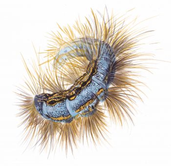 Service de nuit pour le hérisson - La Salamandre dessin