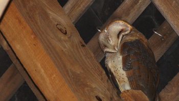 Chouette effraie endormie Chouette effraie endormie