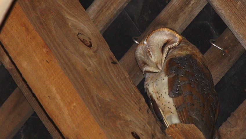 Tapis rouge et accueil pour les chouettes - La Salamandre chouette comble