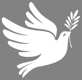 L'olivier, un arbre au mythe unanime - La Salamandre