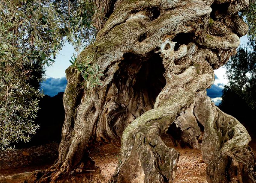 Olivier portrait d'un sage - La Salamandre