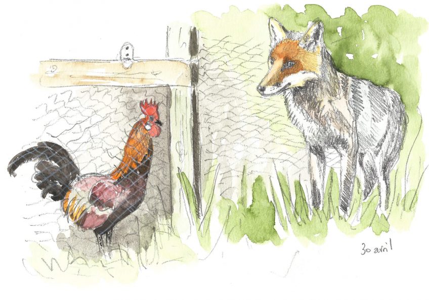 Supplice de Tantale pour le renard - La Salamandre