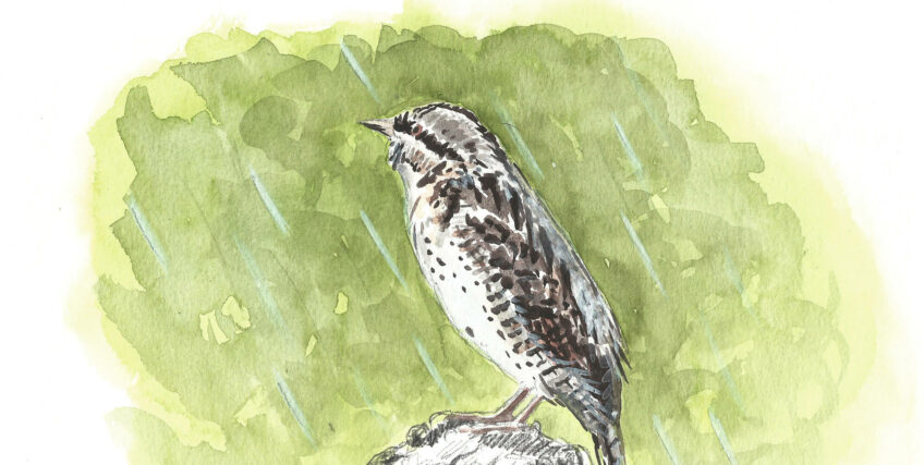 L'oiseau de la pluie c'est le torcol fourmilier - La Salamandre