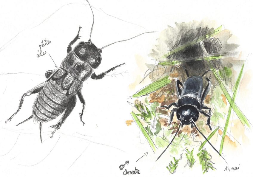 Le grillon champêtre ou l'herbe qui chante - La Salamandre