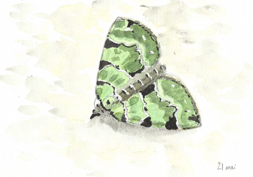Face au papillon inconnu - La Salamandre