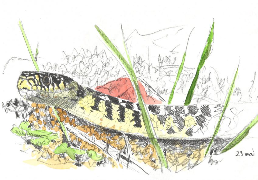 La couleuvre voisine qui donne des frissons - La Salamandre