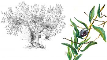 Dessins d'une oliveraie sur la côte grecque.