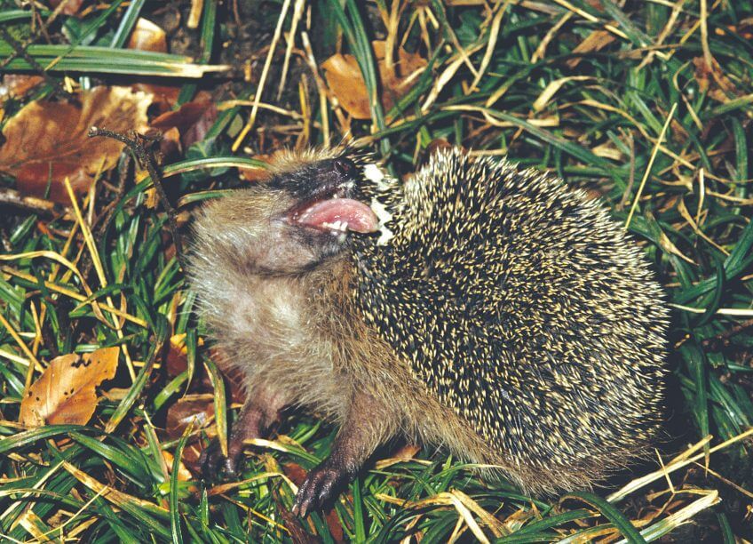 Difficile de se toiletter quand on a des piques sur le dos.  Le hérisson, un vrai sac à puces - La Salamandre