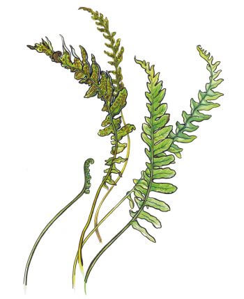 L’herboriste au pinceau, aquarelles - La Salamandre fougere