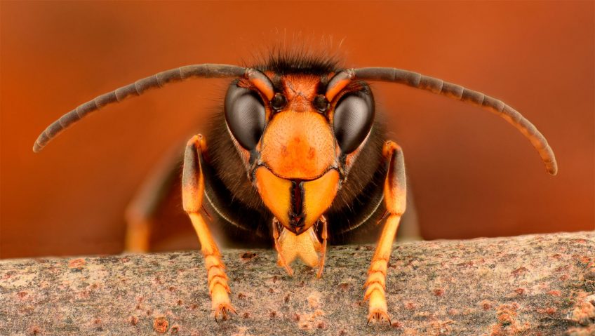 Stop aux piégeages printaniers des frelons asiatiques - La Salamandre frelon asiatique