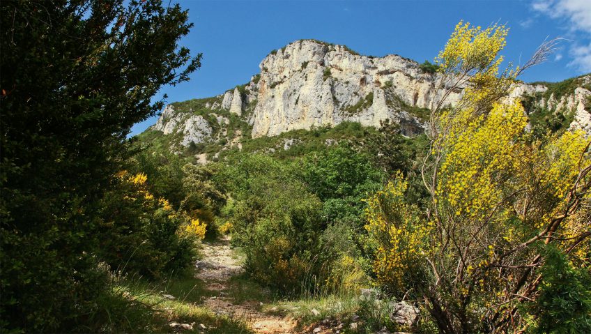 Genêts cendrés dans le vallon de Lesperi.  Balade au pied du Vercors et sa nature foisonnante