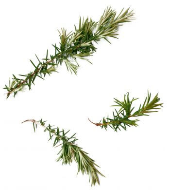 Brin de genévrier Balade dans le Vercors, que de vie à Lesperi ! - la Salamandre genevrier