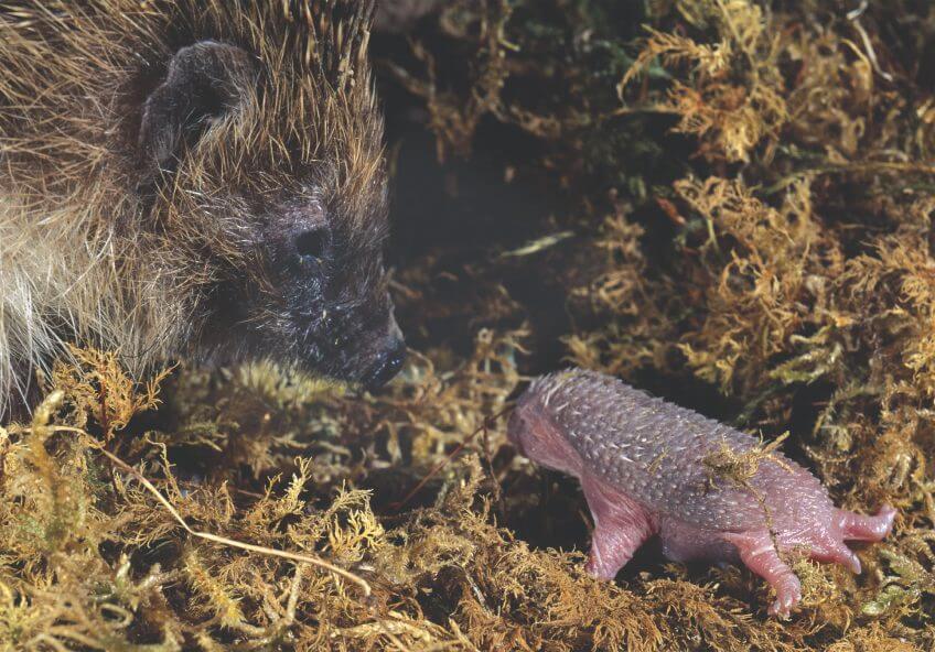 Grâce au lait ultra-nutritif de sa mère, le poids d’un jeune hérisson est multiplié par dix durant le premier mois de sa vie. Hérissons, visiteurs du soir, vie de famille - La Salamandre